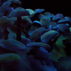 airbrushed blacklight mushrooms for 