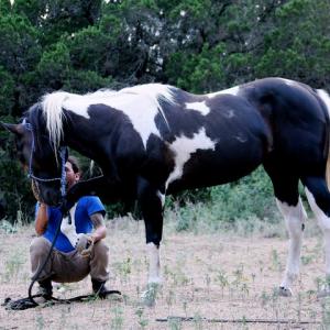 Louis moncivias Training his Stallion 