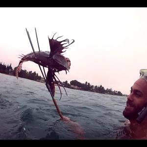 Fished Out: The Truth Behind Lion Fish AddictionA