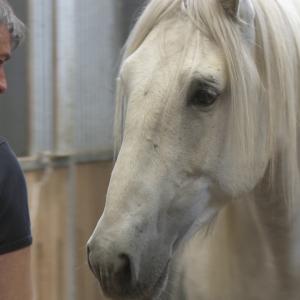 JeanFranois Pignon communicates with his Stallion which is concentrated on Pignon despite various mares nearby the stallion Excerpt from Jolanda Ellenbergers documentary THE FREEDOM OF THE HEART