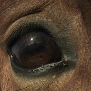 Documentary THE FREEDOM OF THE HEART: Horses are masters in reading gestures.