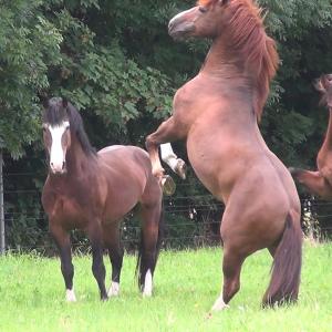 Documentary THE FREEDOM OF THE HEART Swiss French Mountain stallions owner Swiss National Stud HARAS determining their rank within their stallion herd