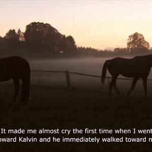 Documentary THE FREEDOM OF THE HEART Lorrain Swiss warmblood and Kalvin Swiss French Mountain horse who enjoy doing free dressage Horse Owner Evelyne Cattin