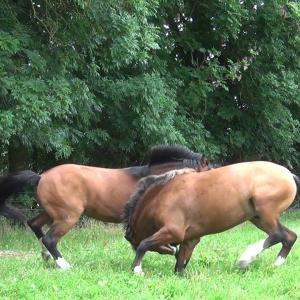 Documentary THE FREEDOM OF THE HEARTTwo Swiss French Mountain stallions of the Swiss National Stud fighting for their rank within the stallion herd