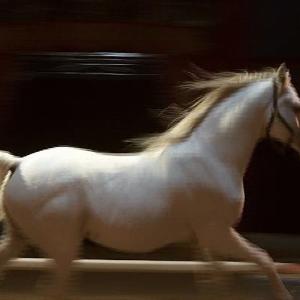 Arabian Stallion of the Swiss National Circus Knie in the Documentary THE FREEDOM OF THE HEART.