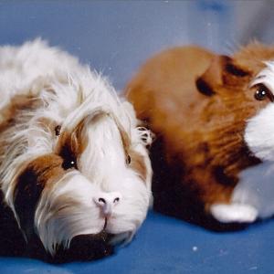 fake guinea pigs for GFORCE film