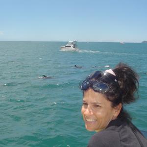 Dolphin in NZ North Island