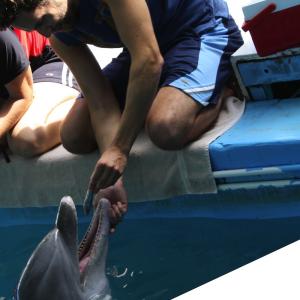 Ryan JW Smith feeds dolphins at a marine sanctuary for rescued animals