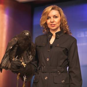 Alaska Political Insider. Natural Resources - Red Tailed Hawk