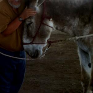 My burro amigo  Amigo  died 2011  Inspiration for Burros of Heaven  Burros del Cielo story