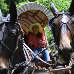 Ann Lukens driving a team on a wagon train while hosting Small Town USA