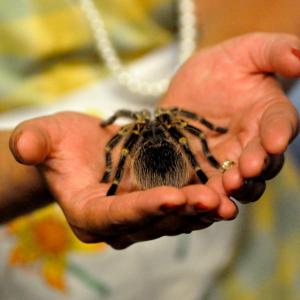 Sidika Larbes holds the Zombie Spider 'Buttercup' from 
