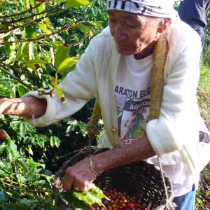 Martina Vazquez still picks coffee at seventyeight years old From LAST HARVEST