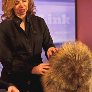 Soothing a prickly guest, an Alaskan porcupine, on Alaska Political Insider.