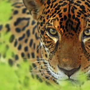 Jaguars 3D in IMAX
