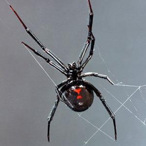 Betty the Black Widow Spider  The worlds first trained performing arachnid Now appearing in The Cursed Man based on the horrorthriller novel by Keith Rommel