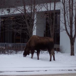 Anchorage, Alaska Moose in front of the Wells Fargo Bank Building.