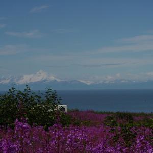 Fireweed Plant. Mt. McKinley in background.