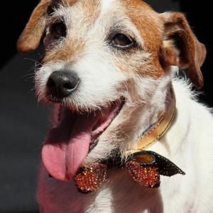 Uggie at event of Artistas 2011