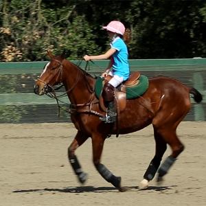 Horse Polo - Shayna Chapman