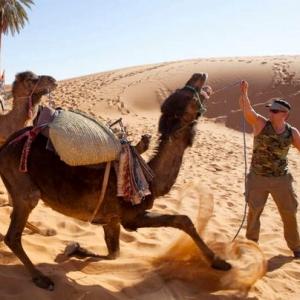 Camels out of control in Morocco