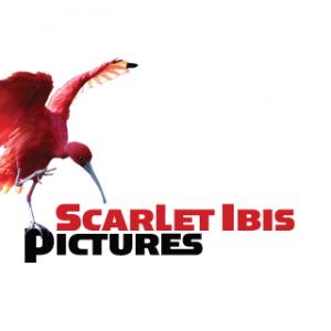 Scarlet Ibis Pictures Logo