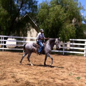 Travis at Pure Aveda Ranch riding Spanish Andalusian Macho Man