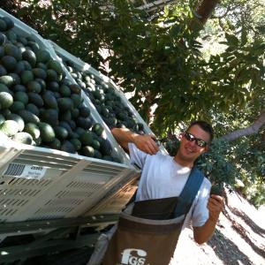 California Avocado Pickin for $ in between acting gigs - 2012