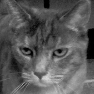 Animal actor Lizzie as Saras Cat