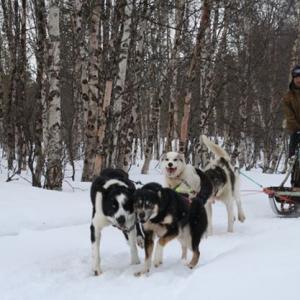 Stani Groeneweg Dog sledding Bringing in supplies for a remote location TV shoot