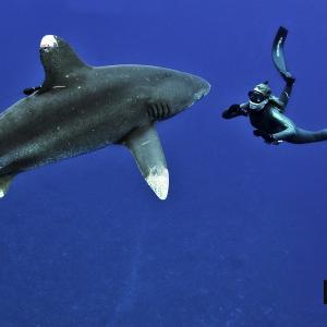 Paul Wildman Filming Julie Andersen with Oceanic White Tip Sharks in Cat Island Bahamas for Black Swan