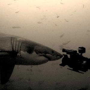 Andy Brandy Casagrande IV filming Great White Sharks Ganbaai South Africa - National Geographic - Into The Shark Bite