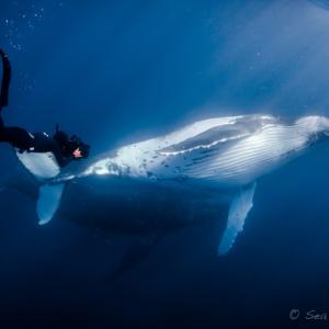 Paul Wildman filming Humpback Whales in Tonga for Sea Shepherd Campaign Operation Requiem