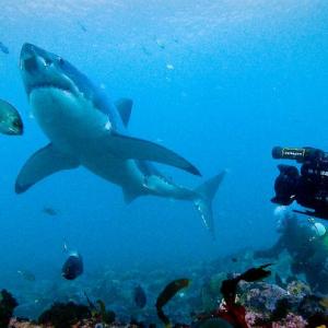 Paul Wildman Andy Brandy Casagrandy IV filming Great White Sharks  Gansbaai South Africa