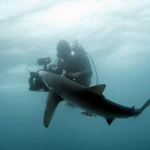 Paul Wildman Filming Blue Sharks Cape Point South Africa, with Rob Stewart - Revolution