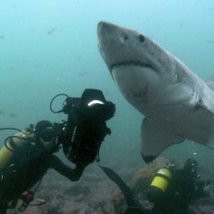 Paul Wildman Filming White Sharks in Gansbaai South Africa  National Geographic  Into The Shark Bite