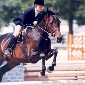 Hunter/Jumper Equestrian