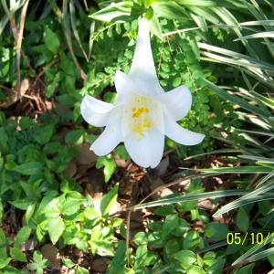 Our Easter Lily that renews each spring and reminds us Mom  Dad who are now angels above us are always nearby