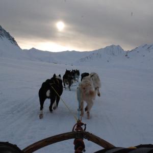 Sled dogs  North Pole