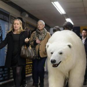 Polar bear in London