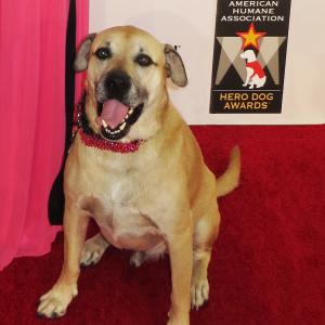 Super Smiley is the National Spokes-Dog for the American Humane Association Hero Dog Awards. Pictured here at the 2013 Hero Dog Awards in Beverly Hills.