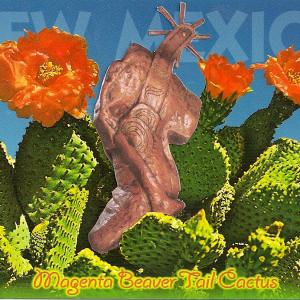 Magenta Beaver Tail Cactus & Onate's Foot. Historic Feature Documentary in production, Razalas Studios
