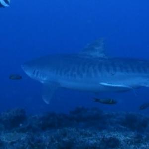 My Shark, quietly Munching Photo from Dr. John Goodreds