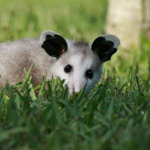 Young Button the Virginia Opossum posing before his cameo for the documentary Goose Pond The Story of a Wetland  Its Neighborswinner of two 2012 Bronze Telly Awards