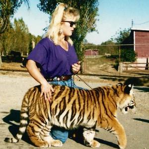 Siberian Tiger baby, Bombay & KT