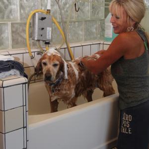 Bath time after Dog Beach! FUN!uhhhhNot so much 