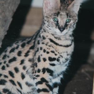 Tex Serval KT Hart trained