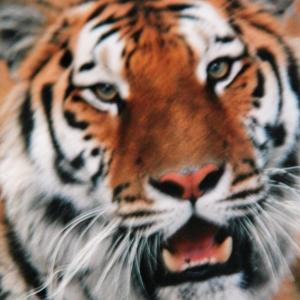 Oasis KT Harts Siberian Tiger