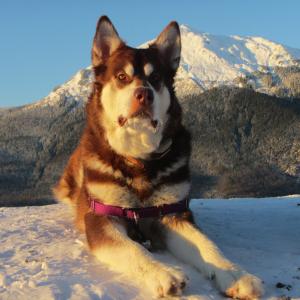 Skadi  Giant Red Alaskan Malamute  From Puppy Mill to the Big Screen an Alaskan Cinderella Story Appearing in the Feature Length Film WildLike by Frank Hall Green  Thank you for Clicking Like on her Page and Photos