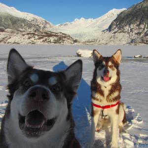 Skadi & Freya : Giant Red Alaskan Malamute : 